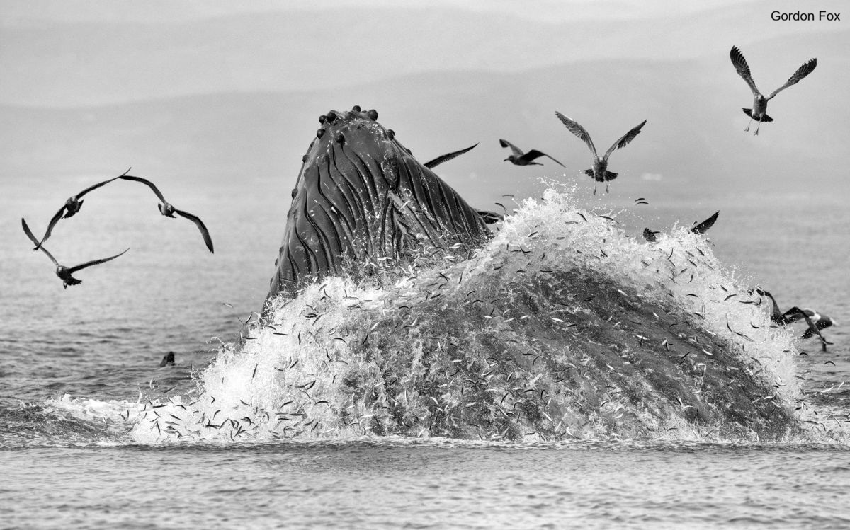 A black and white close-up of a humpback whale lunge feeding on a school of small fish while seabirds fly around above.